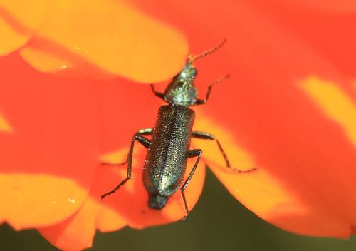 Réf. 345 332 : Psilothrix viridicoerulea